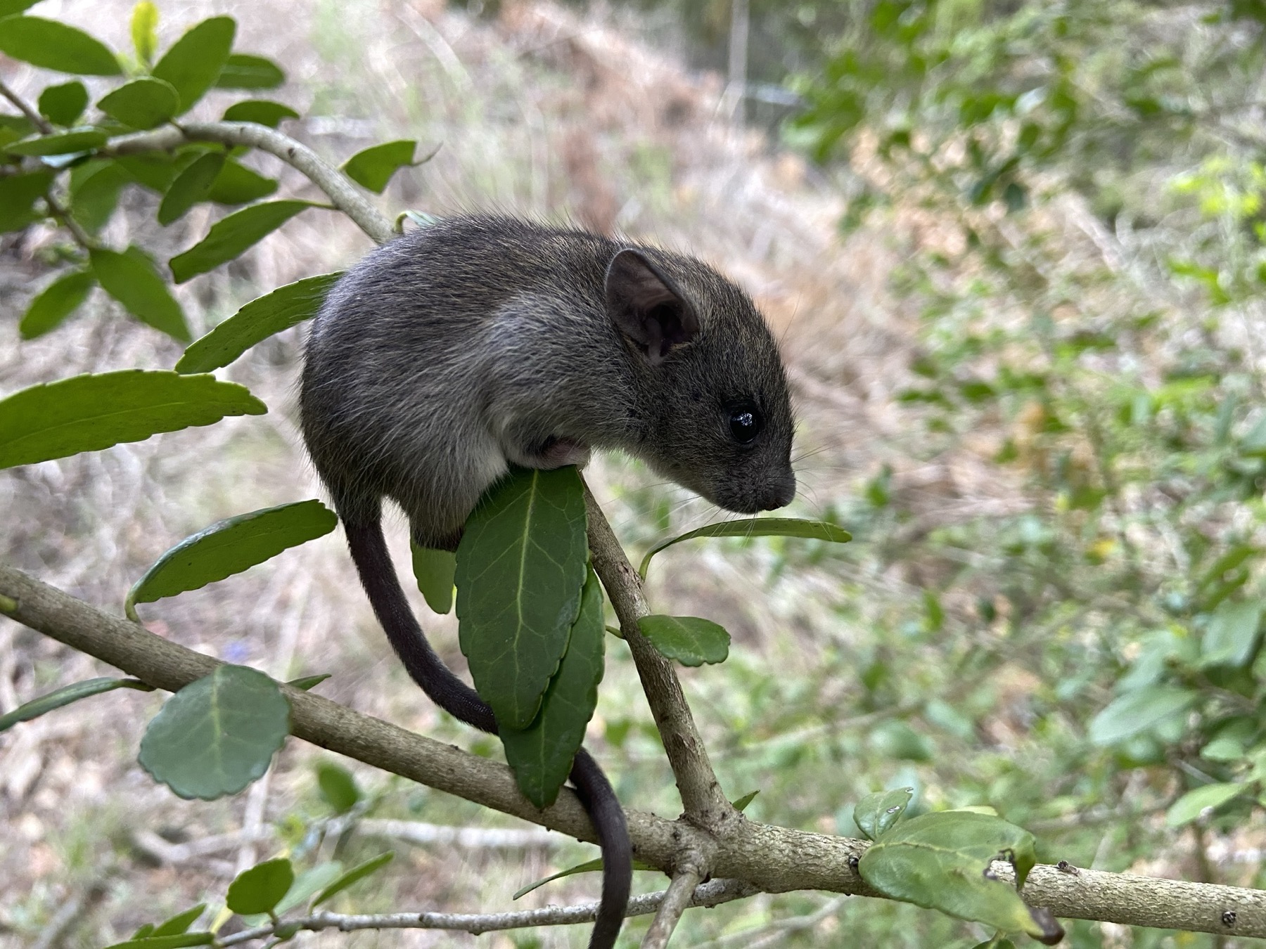 Rat noir utilisé comme vignette du dossier espèce