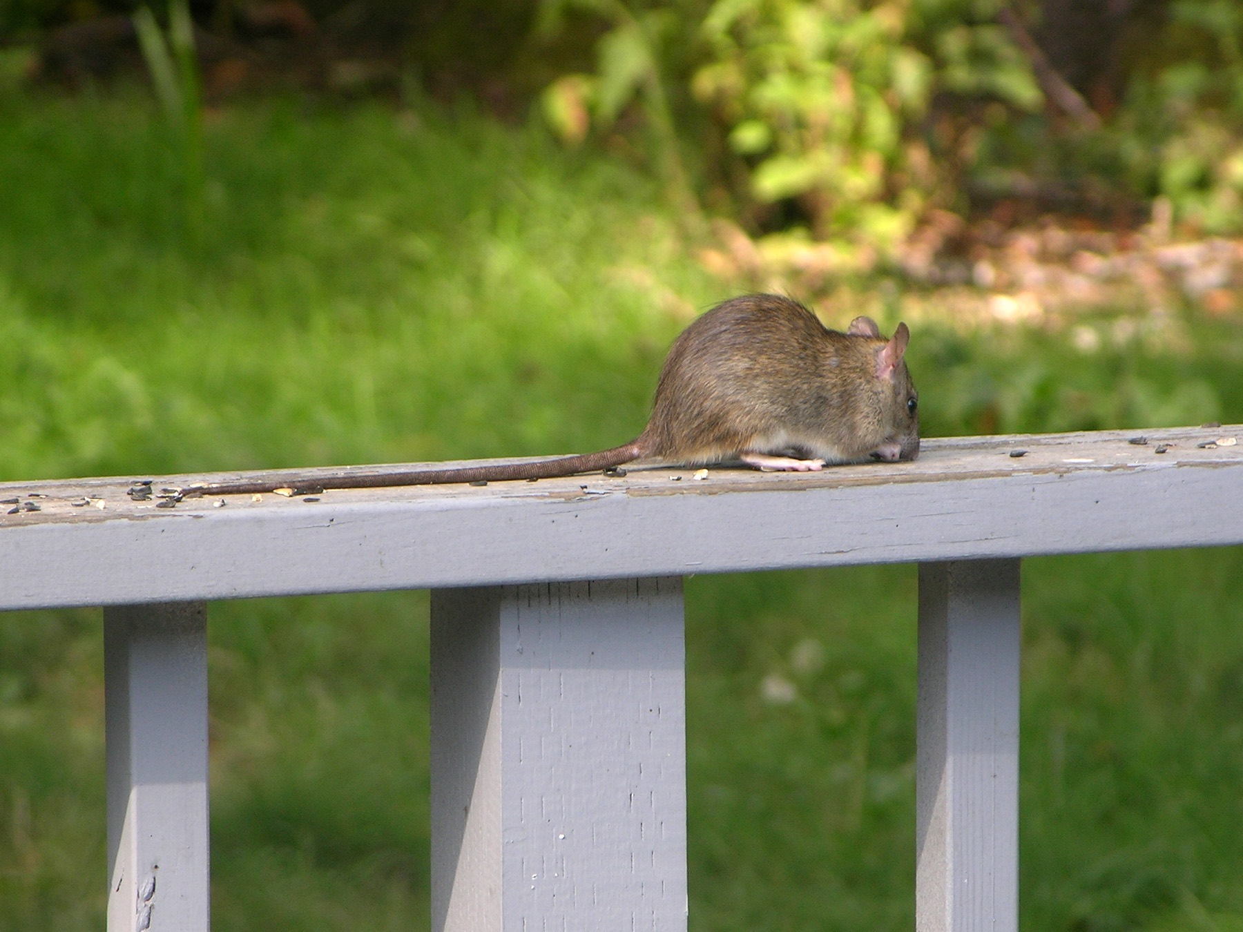 Rat noir photographié sur une rambarde, illustrant les parcours en hauteur