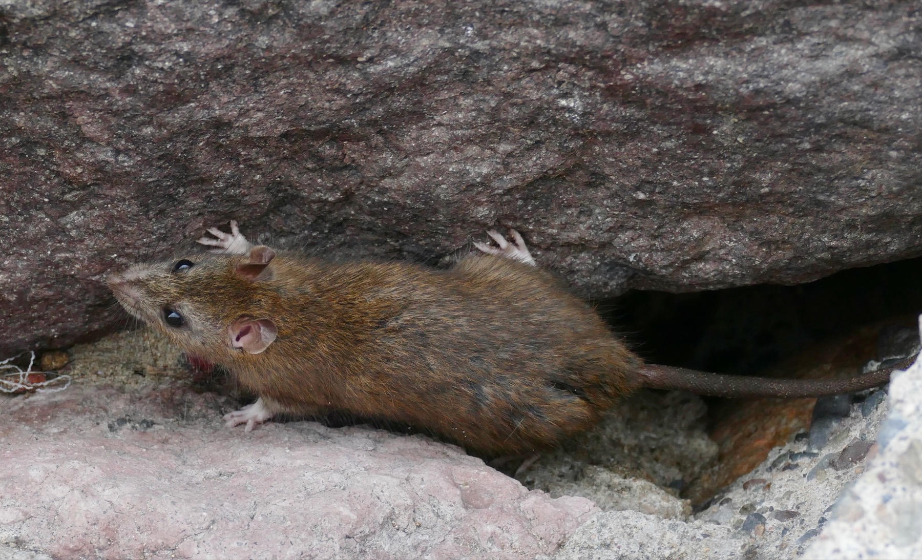 Rat surmulot utilisé comme vignette du dossier espèce