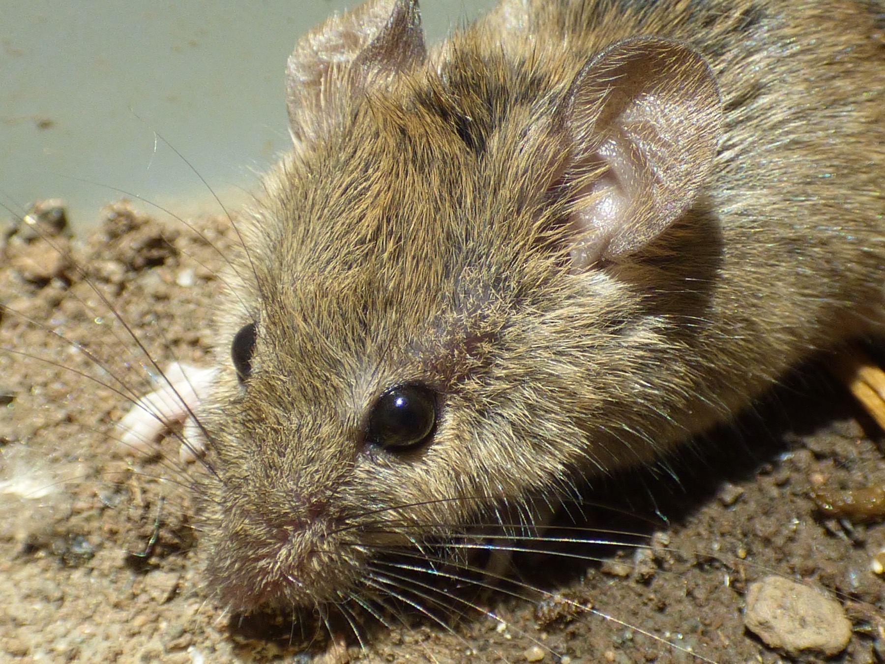 Souris domestique utilisée comme vignette du dossier espèce